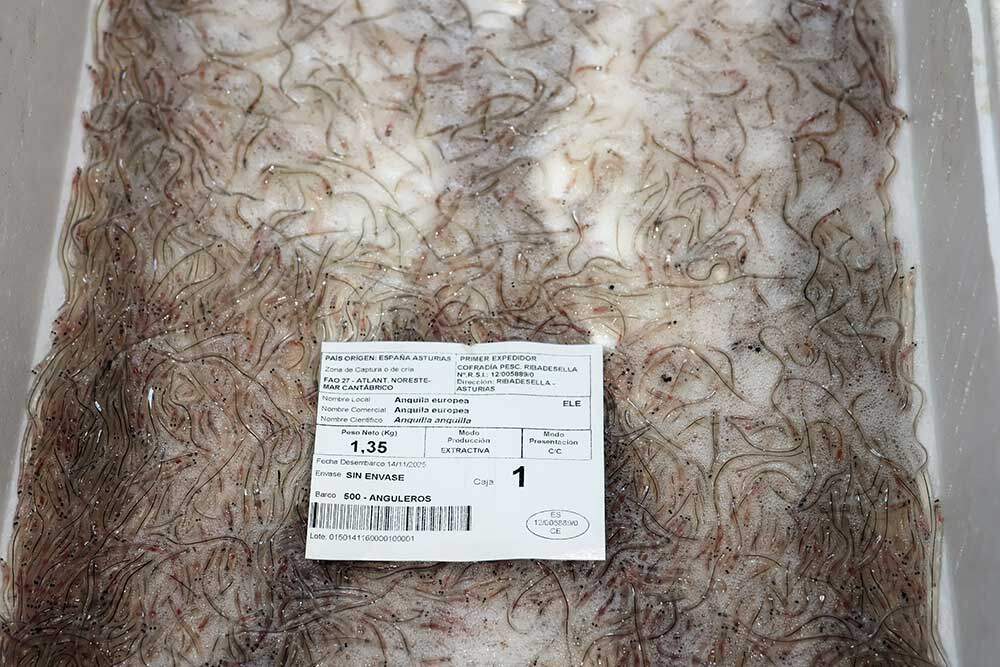 primera-angula-ribadesella-01