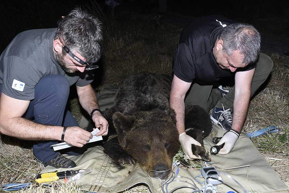 Manipulacion-macho-adulto-Degaña-junio-2025