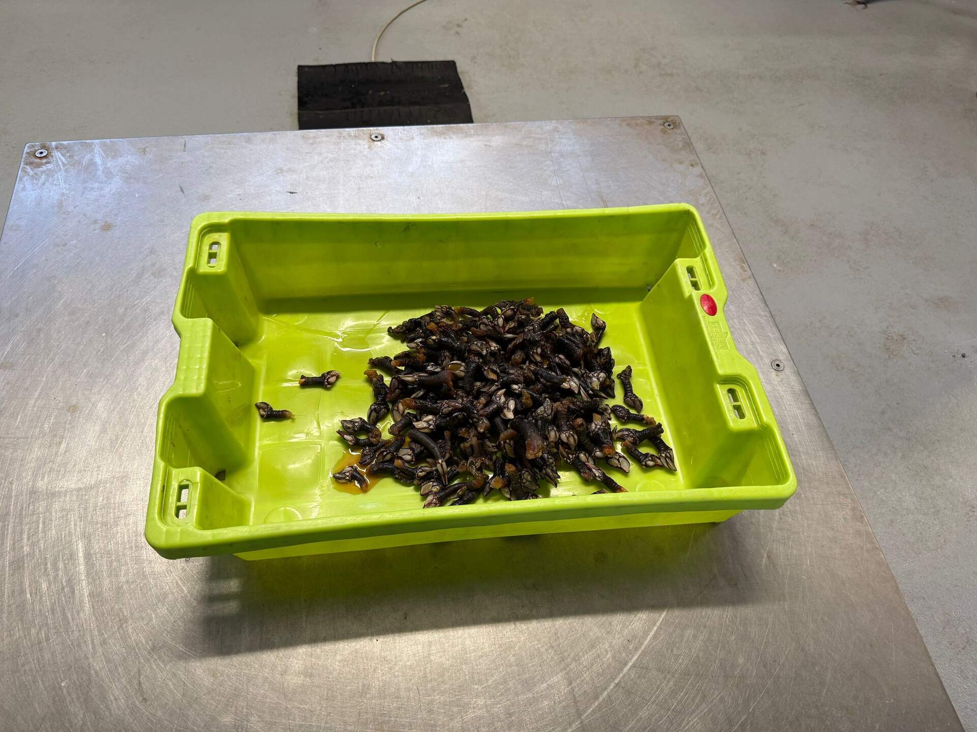 Los percebes incautados por la Guardia Civil a los furtivos