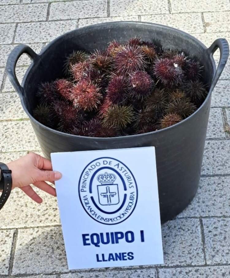 Oricios requisados en Colunga.