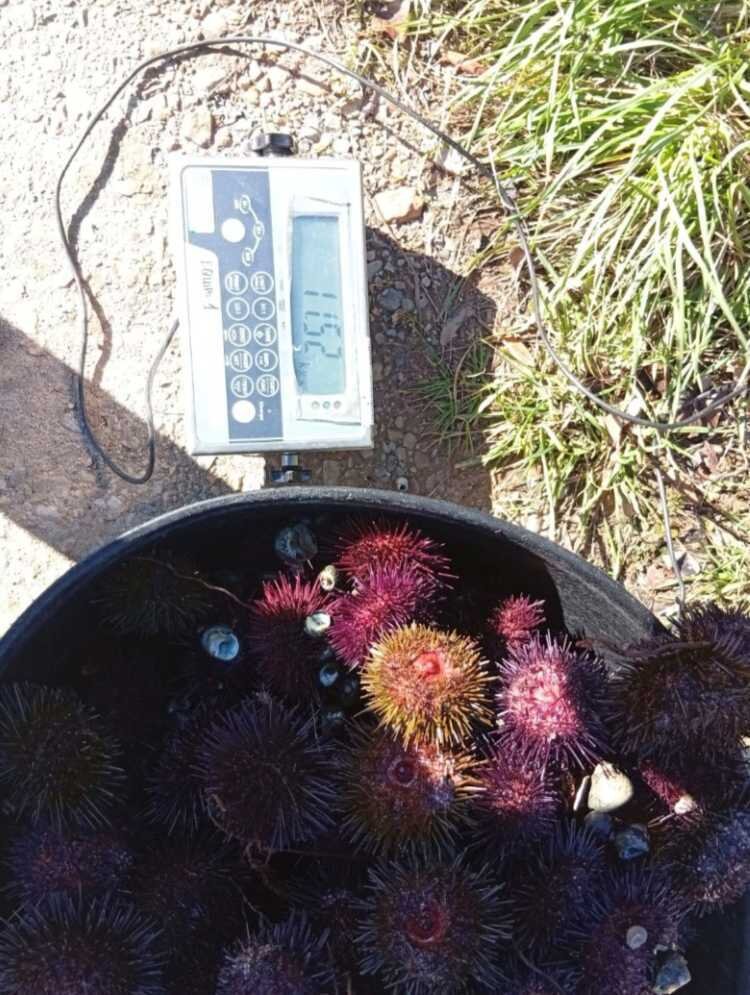 Pesaje de los oricios interceptados 11,52 kilogramos.