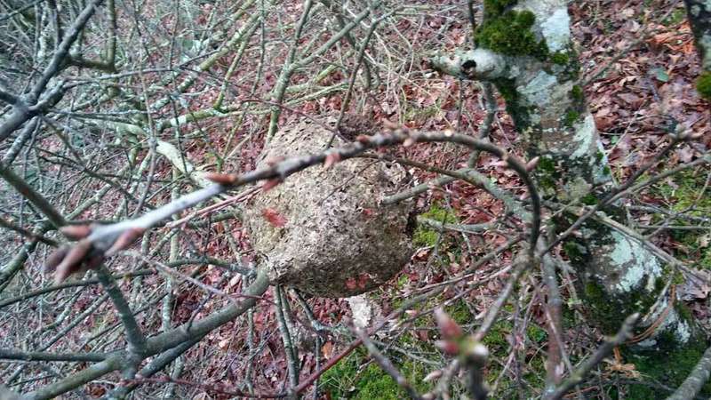 nido-avispa-asiatica-onis