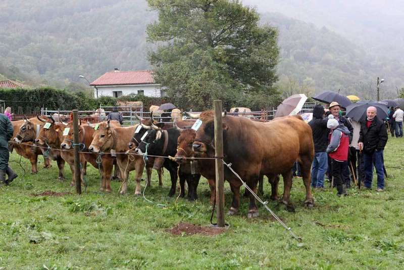 oseja-sajambre-feria