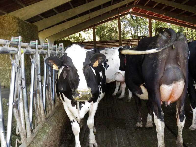 raza-frisona-vacas-parres