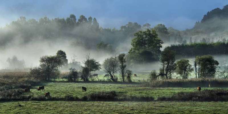 ribadesella-vacas-pastando-naturaleza