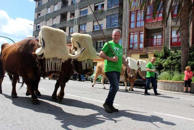 San-isidro-llanera-bueyes