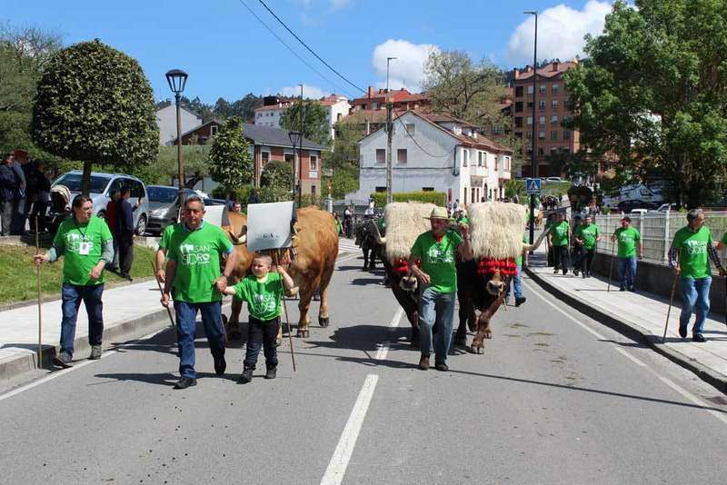 san-isidro-llanera-vacas