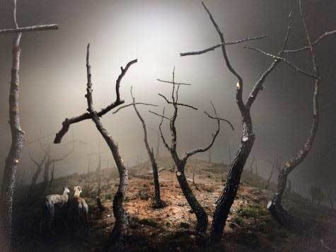 bosque de cruces premio siero