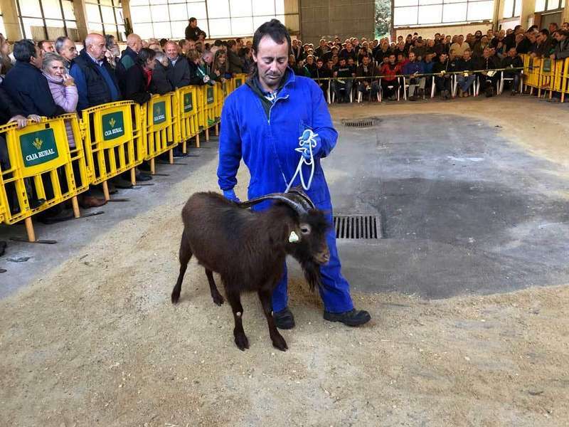 subasta-cabra-bermeya