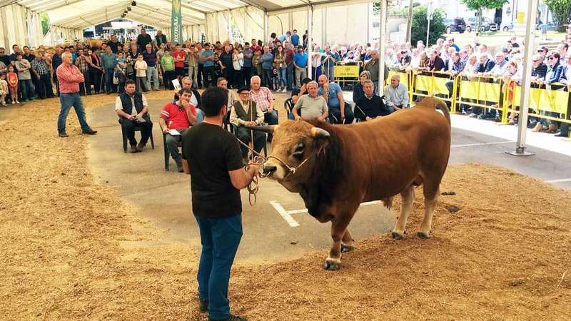 subasta-aseamo-casina-infiesto