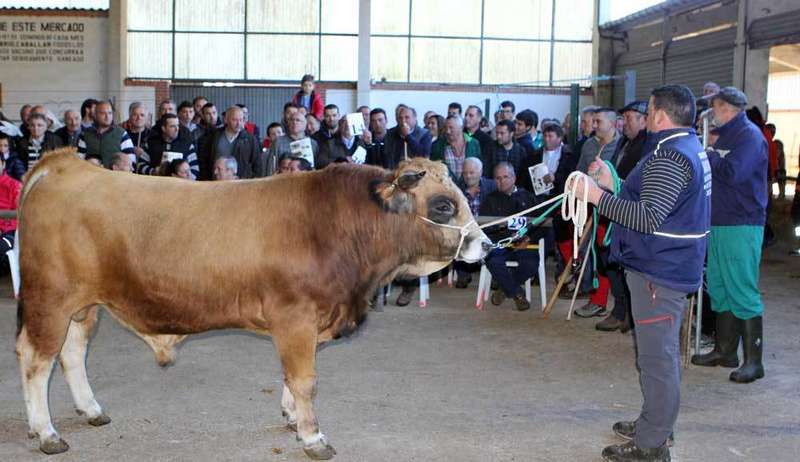 subasta-raza-casina-aseamo-cangas-onis
